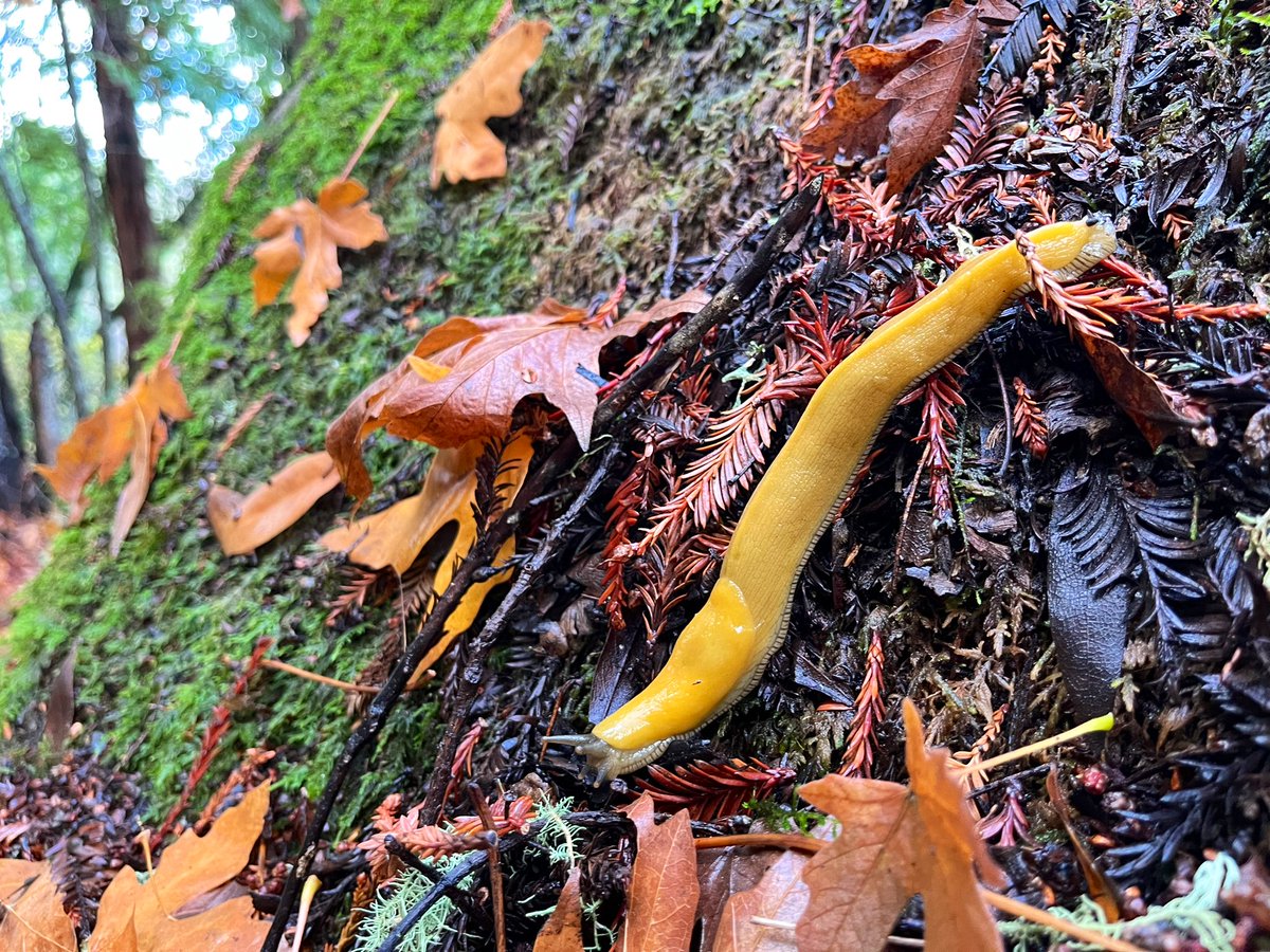 stanfordjrbp's tweet photo. Natural history notes after a rainy weekend: herbivory by banana slugs! https://t.co/uIQLqVMu1X