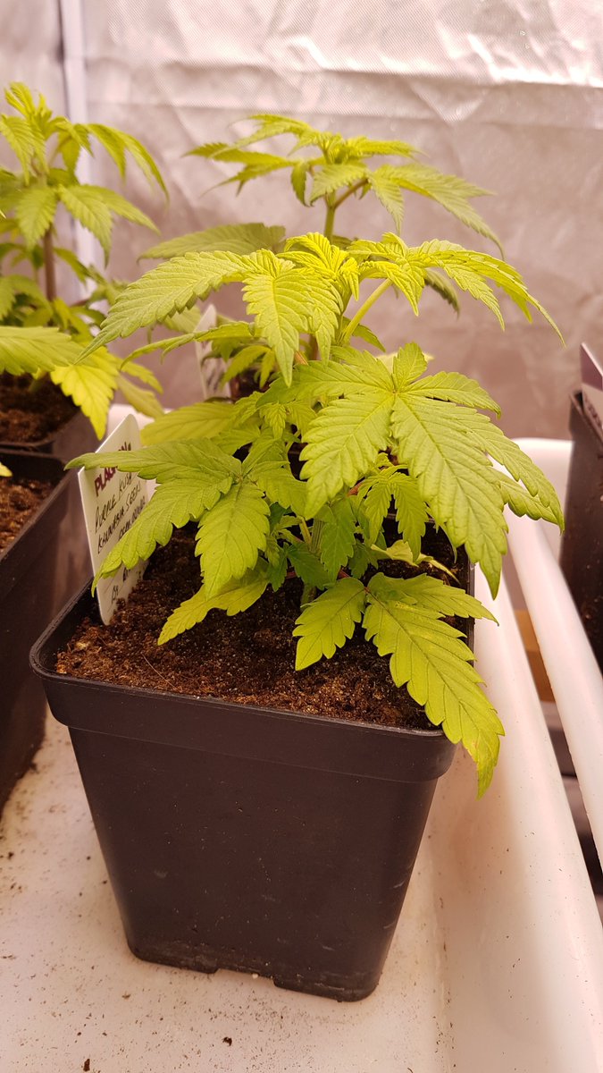 HempCropEs's tweet photo. #PurpleKush de @Kannabia_Samen by @AdrycManellson en #AdrycsCove.
Por supuesto en #PureTent #RefPet bajo #ThePureLed480Pro de @ThePureFactory_ #Sust #BatMix #Natural periodo #Vegetativo powered todo por @DPlantasur en #AdrycsCove, #NorthernSpain.
Alegría, Paz y #SemisDeColección. https://t.co/M2OlwPJnY1