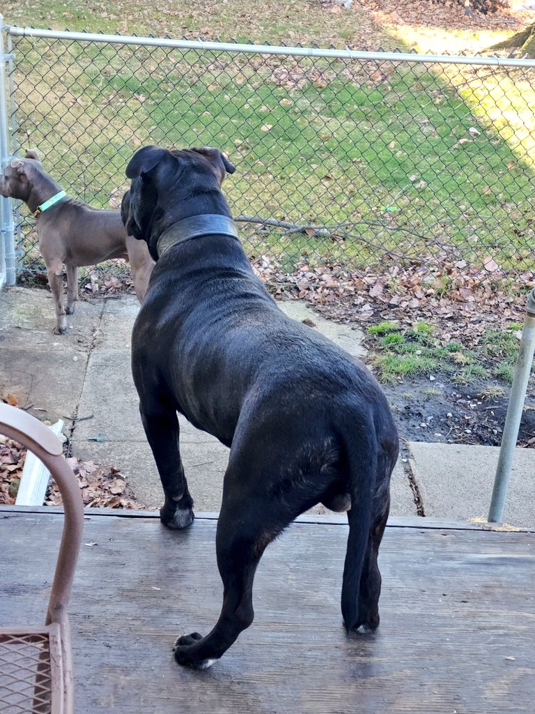 SpookyBoogi3's tweet photo. In two days this menace to society will be 8mo. Tonight he gets weighed at class and we're betting 70-72lb. He's as wide and almost as tall as my almost 5yo blue boy. 
Vegas is a brute 💪 #workingdogs #dogsports #workingdog #ambully https://t.co/isbD9UbqtN