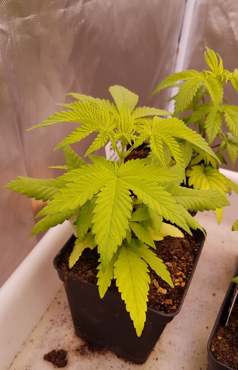HempCropEs's tweet photo. #PurpleKush de @Kannabia_Samen by @AdrycManellson en #AdrycsCove.
Por supuesto en #PureTent #RefPet bajo #ThePureLed480Pro de @ThePureFactory_ #Sust #BatMix #Natural periodo #Vegetativo powered todo por @DPlantasur en #AdrycsCove, #NorthernSpain.
Alegría, Paz y #SemisDeColección. https://t.co/M2OlwPJnY1
