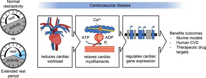 JCI_insight's tweet photo. Rest improves outcomes in cardiac hypertrophy and myocardial infarction models: https://t.co/1D4keNuFT7 
@TamiMartino @CristineReitz @Mina58050814 @glenpyle @uofg 
#Cardiology https://t.co/RwCGBM1UbJ