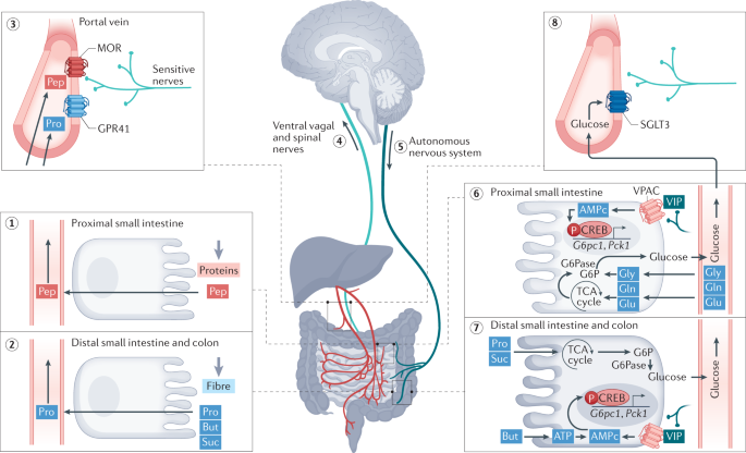 Nature Reviews Gastroenterology & Hepatology tweet media