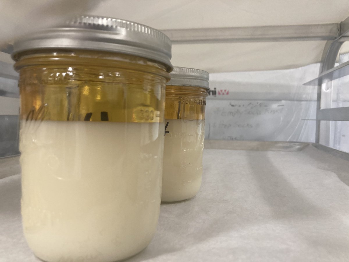docfergusonOK's tweet photo. ๐ฅณ๐ค๐คฏitโs back from testing!! Thanksgiving break was very good to this Maui Wowie Live Batter. Look for it in stores soon!!! #Mmemberville #OKMMJ #nothingadded https://t.co/zJA5tnfXxC