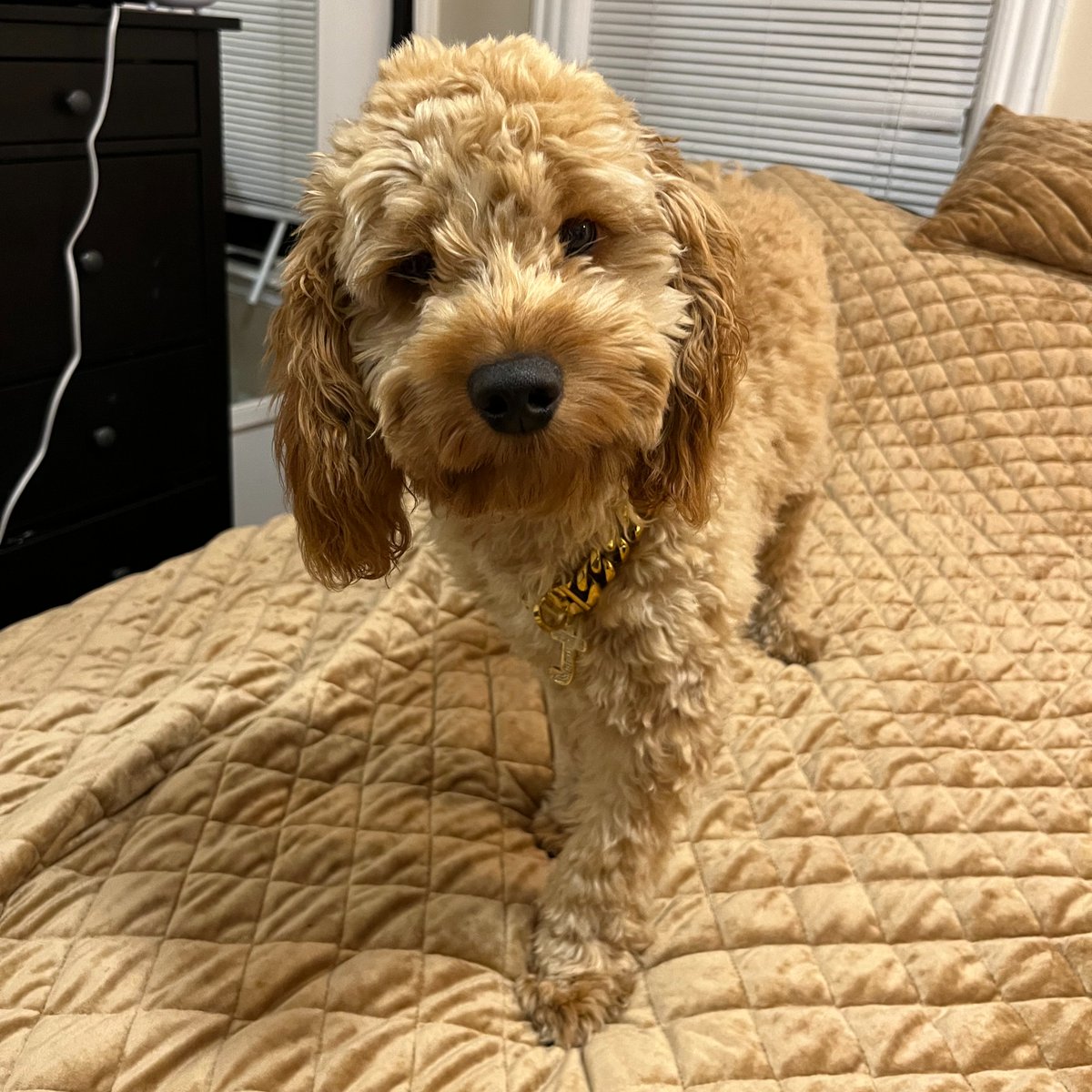 Cambridge Police👮🏽 on Twitter: 