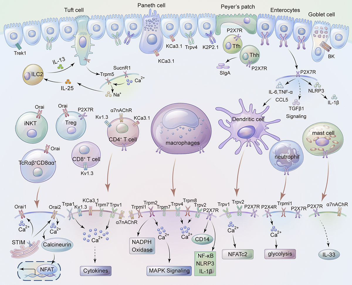 RockUPress's tweet photo. New Review in @JGenPhysiol: Feng, Xie & Hu @WUSTLmed discuss ion channel expression and function in immune cells, residential non-immune cells and neuroimmune interactions in the gut. https://t.co/BcnQGAPSKs
#CellularPhysiology #MolecularPhysiology #IntercellularSignaling https://t.co/sSQ4AcVzqc