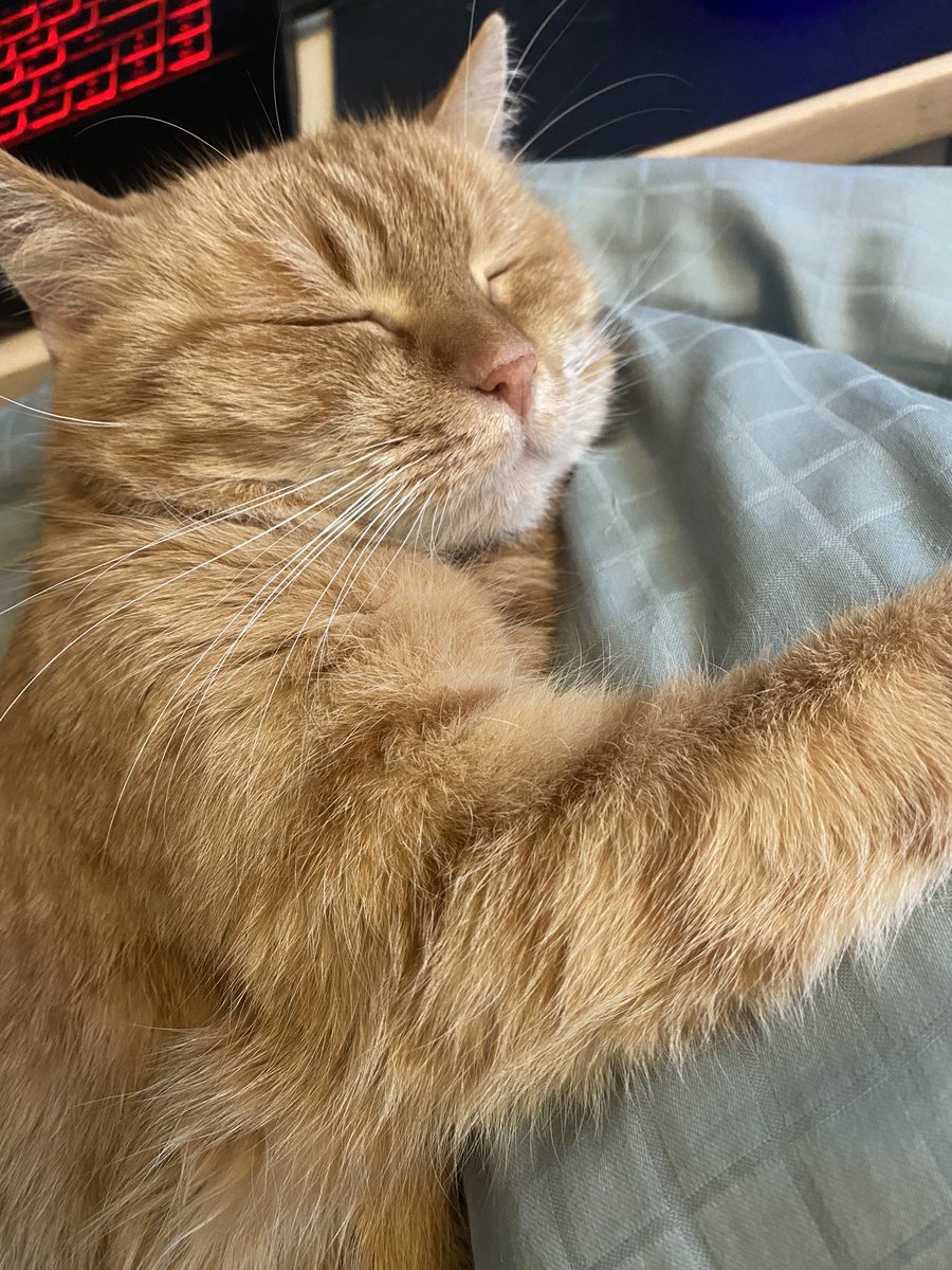 Maria_Jensn's tweet photo. @laura_stahl Snuggles all around! 🐈 https://t.co/J31LCsSosl