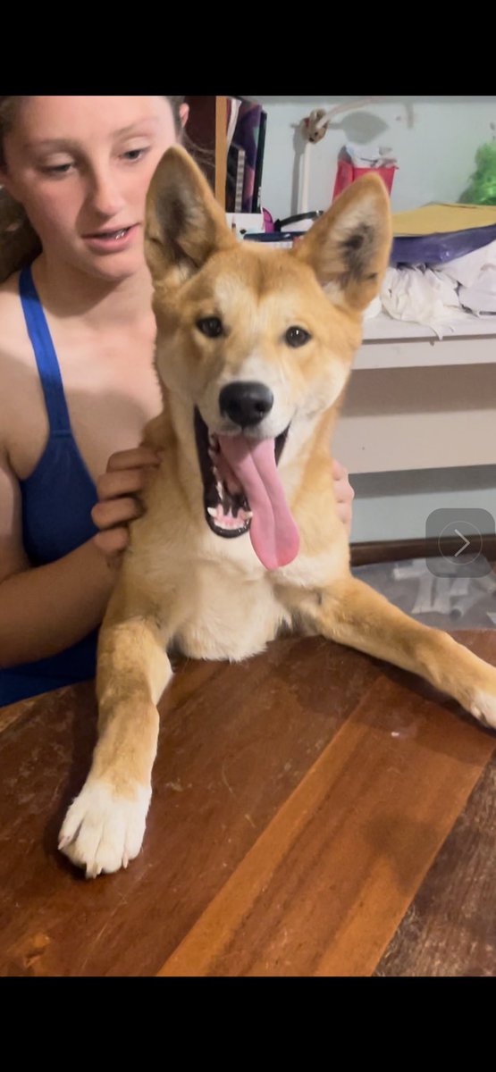 It is I - Prince Ali. I aM GoOfBaLL - hear me HOWL. TONGUES OUT TUESDAY! #dingo #DogsofTwittter #dogs #ToT
