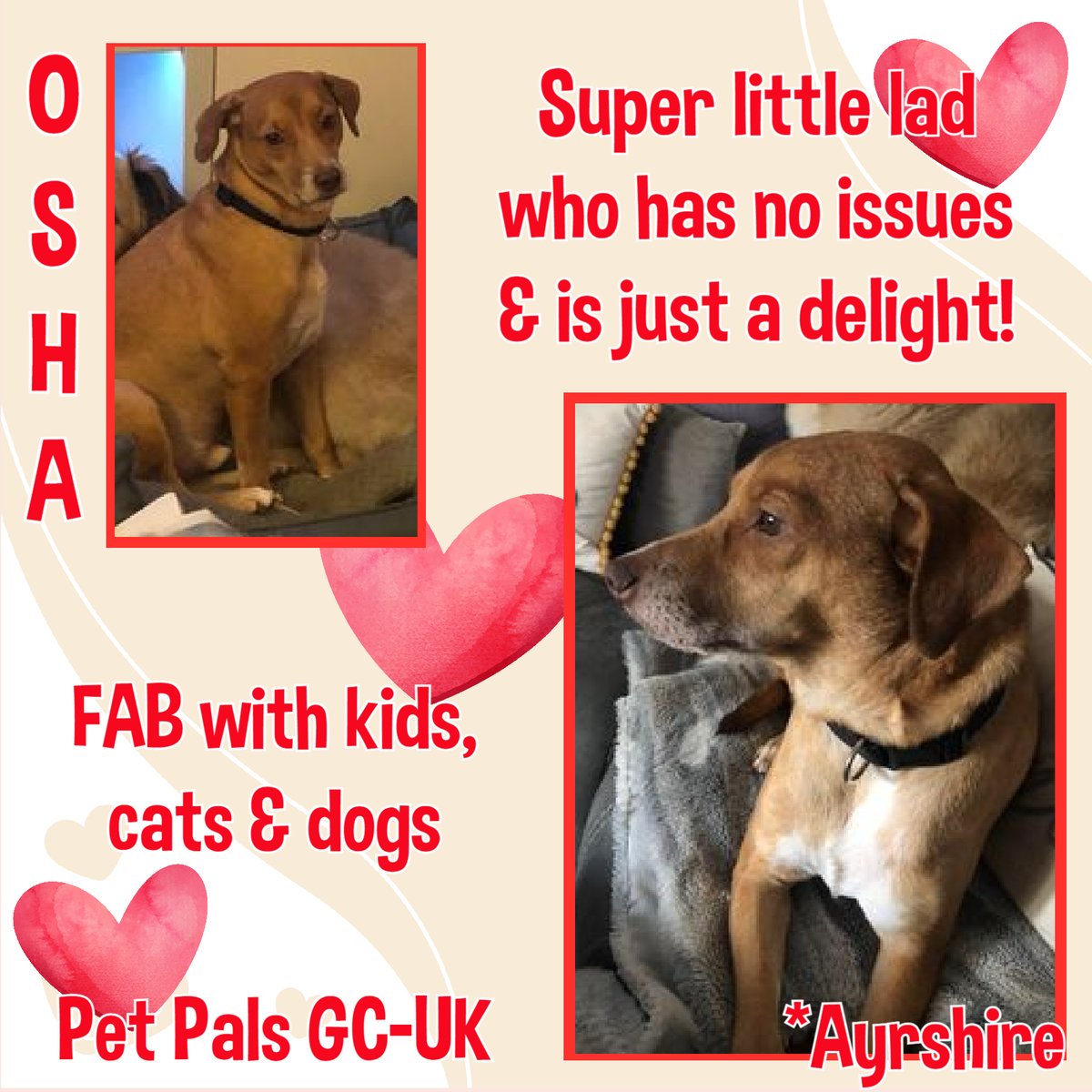 This super smashing gent is in foster in #Ayr &amp; looking for his forever home. His foster mum describes him as a delight &amp; she should know! OSHA is 5yo &amp; would love a home with a confident resident dog, &amp; cuddles MUST be available. facebook.com/petpalsukgc/?_… #k9hour #TeamZay