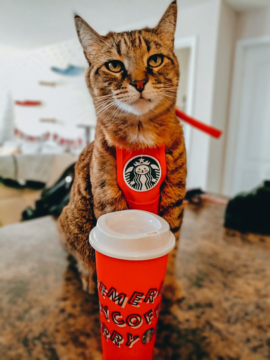 kitty_mojito's tweet photo. How do you spell your name again? 
#twitterweek @catsofinstagram https://t.co/BJ7xSa1t6y