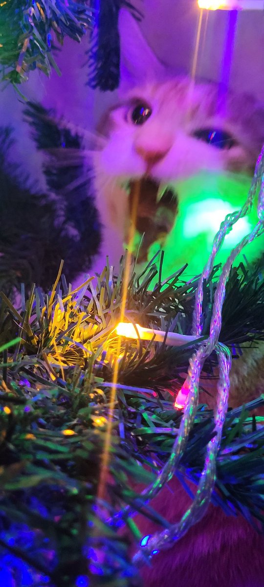 Chickenfish40's tweet photo. Tree's up! (countdown to destruction) #cats #orangecats #catvschristmastree https://t.co/yfdBP2EAjJ
