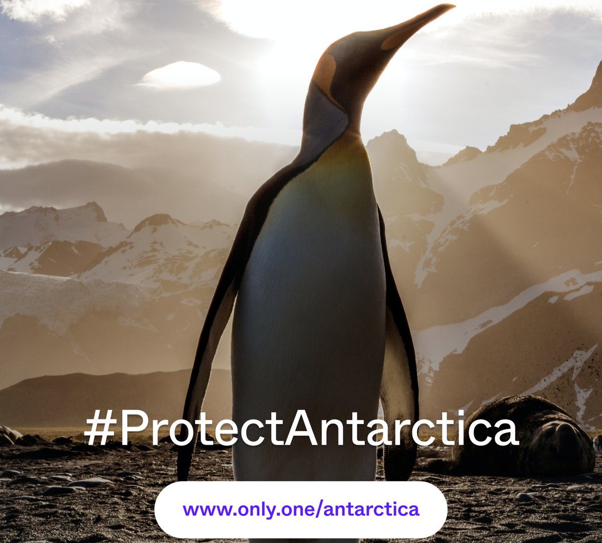 AntarcticaSouth's tweet photo. The science is clear: #ClimateChange is having a devastating impact on #Antarctica.

📣 Urge #CCAMLR officials to #ProtectAntarctica and the wildlife that call it home: https://t.co/hDYg2FDDS9 @onlyone https://t.co/GPqiHY0BAD