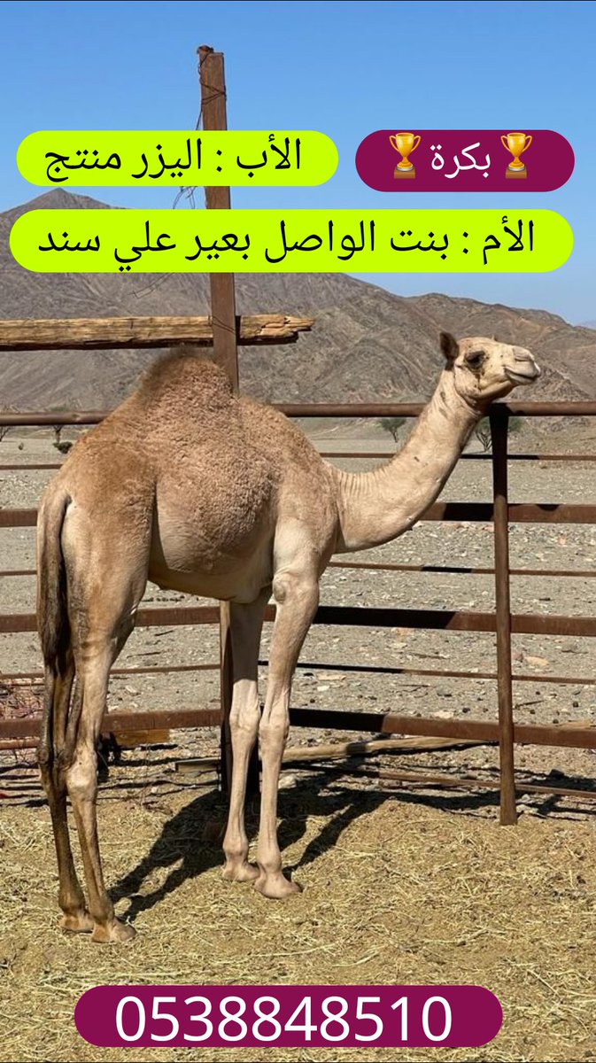 لتواصل : 0538848510