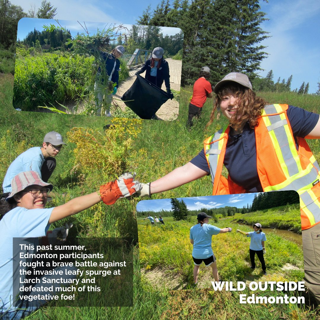 CWF_FCF's tweet photo. It’s International Volunteer Day! 🎊 Curious to know what our #CanadianConservationCorps &amp; #WILDOutside participants do to make a difference? Check out a few of their incredible projects! 🌂🐢🌳

#DoMoreForWildlife #IVD2022 #InternationalVolunteerDay #TogetherActNow https://t.co/F4gcB8P4P5