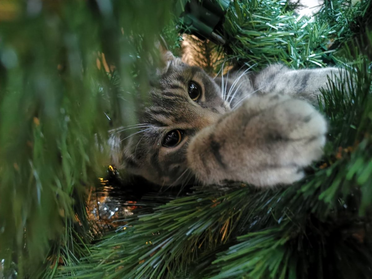 Another day of tree climbing and snoozing in his new tree 😍😴🐱🐈🎄😁!! #somuchfun #CatsOfTwitter #CatsOnTwitter #treesissurvivingjust #cats #rescuecat