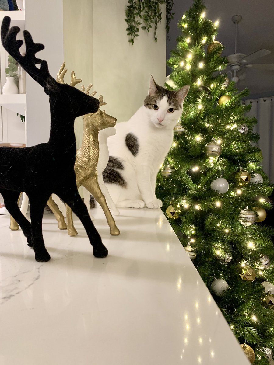 SummerLoveeee_'s tweet photo. Christmas meow 🎄🎁 https://t.co/v8SRfz8Sro