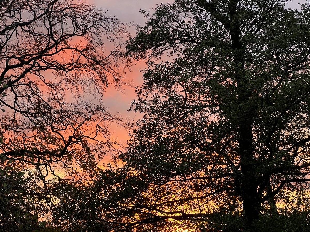 Keith_Johnson01's tweet photo. The early morning sunrise through the trees over Ilkley Moor. The picture taken from Ilkley Road,Riddlesden @onthefarmc5 #WinterOnTheFarm. https://t.co/DqoWuUEiRt