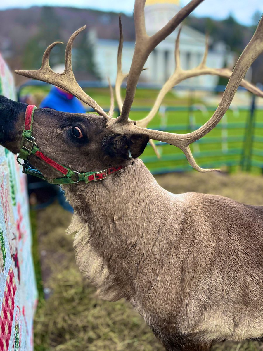 anson_ag's tweet photo. A couple of 🎅 Santa’s reindeer have landed on the State House lawn. ❄️🦌They are looking forward to the annual Christmas Tree Lighting ceremony with @GovPhilScott #Cupid #Dasher #vtlightstheway https://t.co/AkEixxgWUD