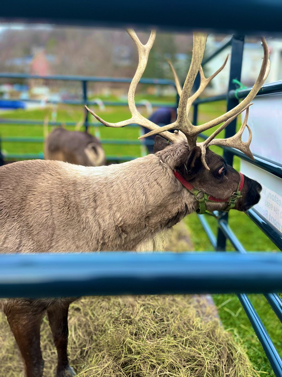 anson_ag's tweet photo. A couple of 🎅 Santa’s reindeer have landed on the State House lawn. ❄️🦌They are looking forward to the annual Christmas Tree Lighting ceremony with @GovPhilScott #Cupid #Dasher #vtlightstheway https://t.co/AkEixxgWUD