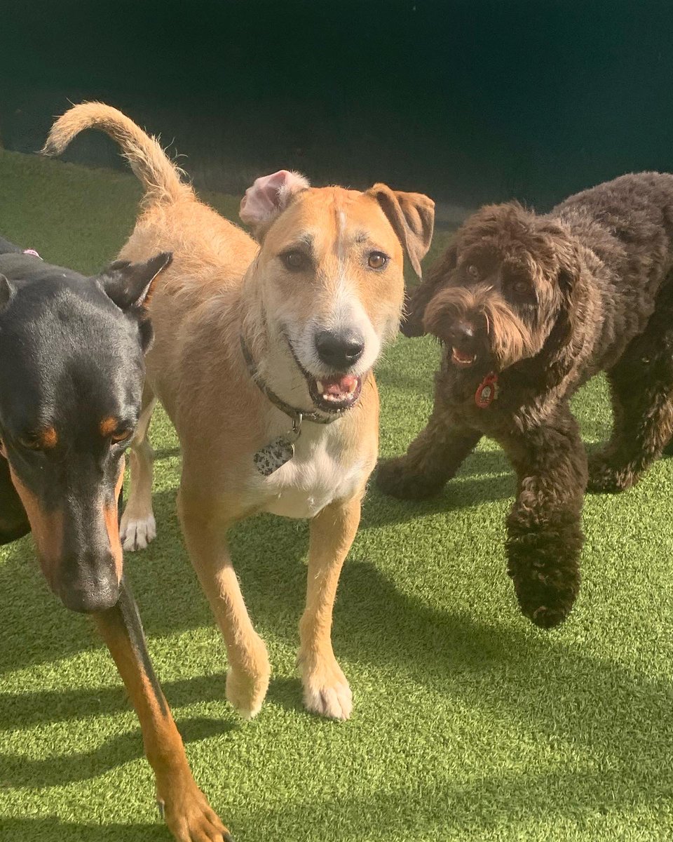 CampBowWowSC's tweet photo. Great things come in packs of 3 or 4 or 5 or MORE! 😁😊🐶
#cutedogs #doglover #doglife #dogs #dogpack #pawdorable #campbowowsanclemente #happycamper #happycampers #happydogs #dogsatplay #dogsrule #dogsruletheworld #sanclemente #danapoint #lagunabeach #orangecounty #dogsoftwitter https://t.co/X7L5AxHJSF