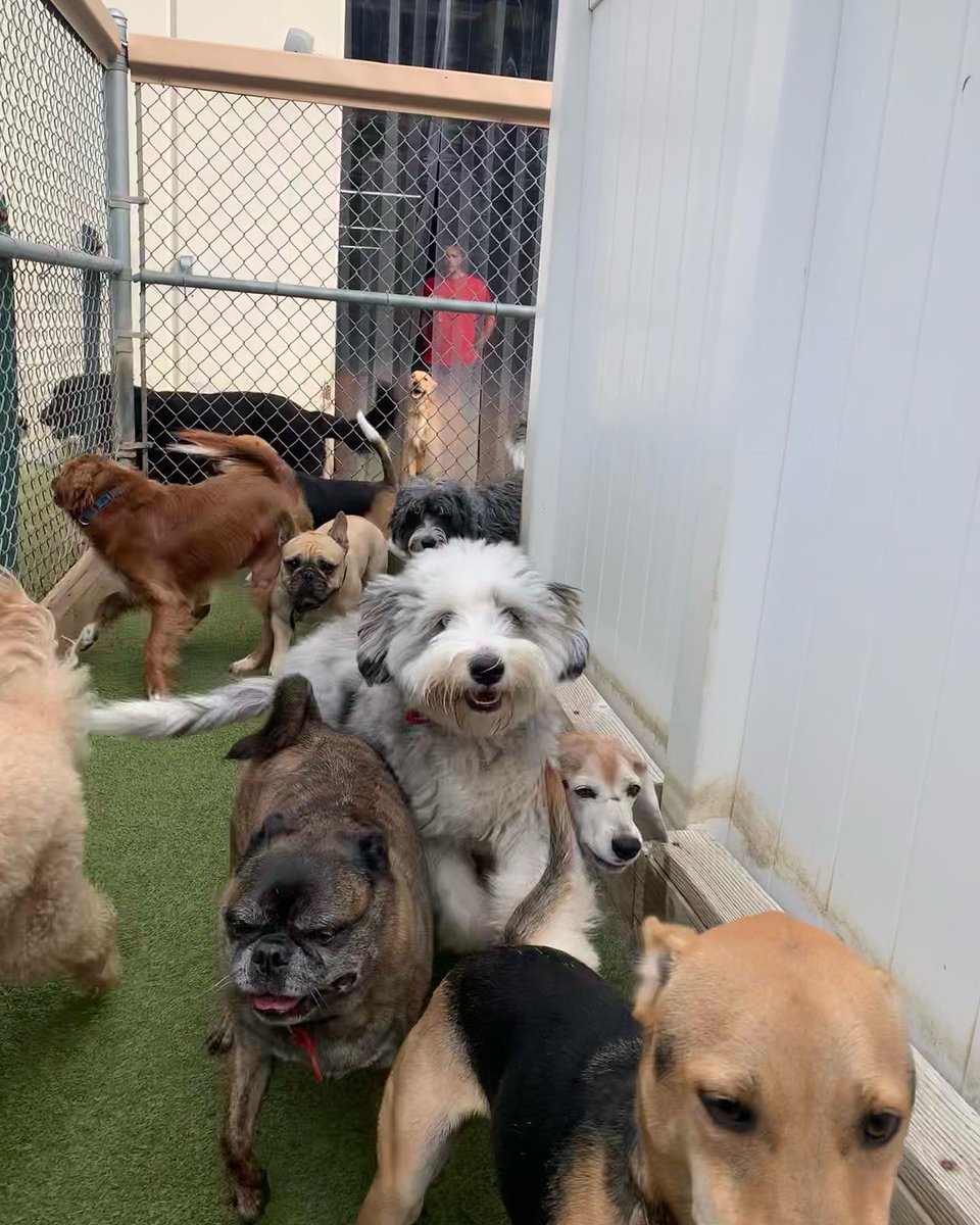 CampBowWowSC's tweet photo. Great things come in packs of 3 or 4 or 5 or MORE! 😁😊🐶
#cutedogs #doglover #doglife #dogs #dogpack #pawdorable #campbowowsanclemente #happycamper #happycampers #happydogs #dogsatplay #dogsrule #dogsruletheworld #sanclemente #danapoint #lagunabeach #orangecounty #dogsoftwitter https://t.co/X7L5AxHJSF