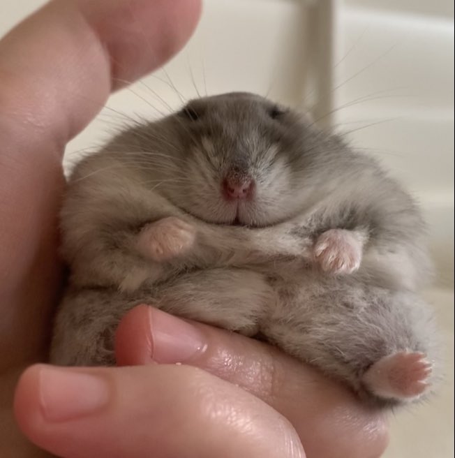 biscuitandbippo's tweet image. Triangle head