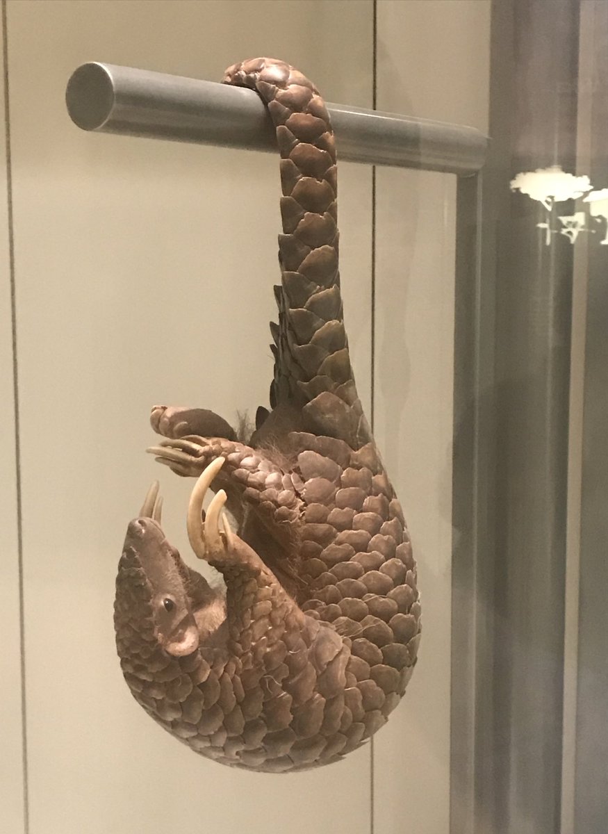 DanChallender's tweet photo. @meredithgore @PGAFamilyFdn @BDilkina @Al2kA @projetmecistops Followed up by a quick visit to @NMNH and their pentadactyla and gigantea #OperationPangolin https://t.co/Sgb6cwAR9w