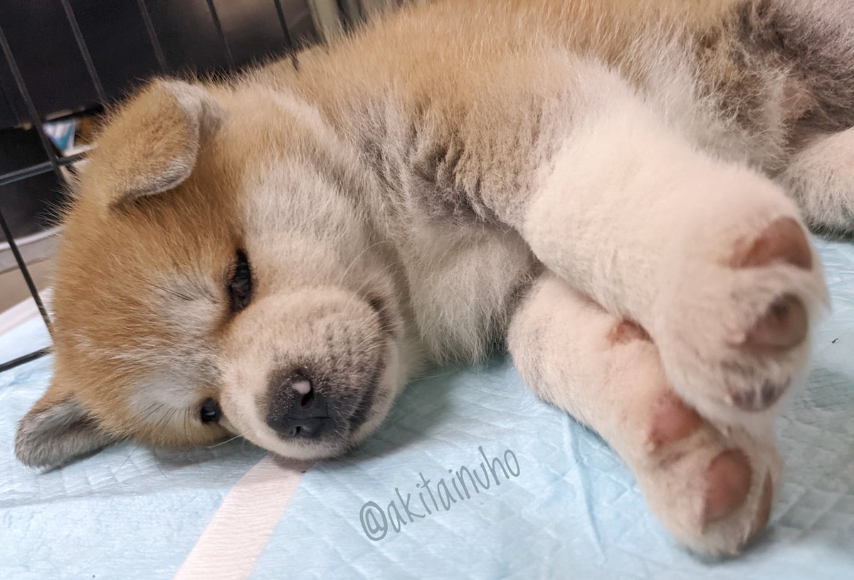 おはようございもふฅ•ﻌ•ฅ