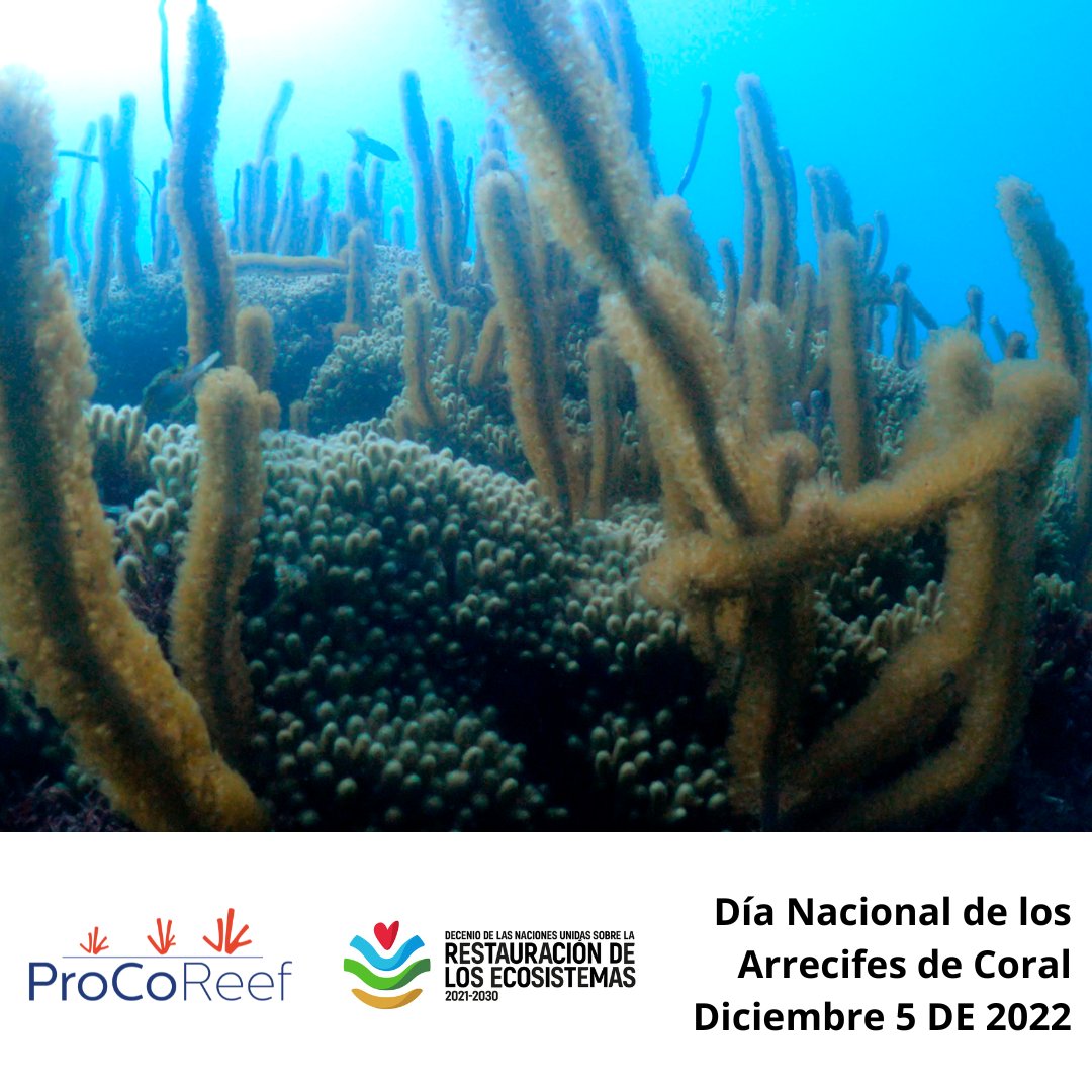 ProCoReef's tweet image. Los #ArrecifesdeCoral son los ecosistemas más vulnerables al cambio climático y otras presiones antropogénicas. 
Que #COP15 que brinde la transición a una economía positiva para la naturaleza y movilice recursos para proteger y restaurar

#GeneraciónRestauración #Biodiversidad
