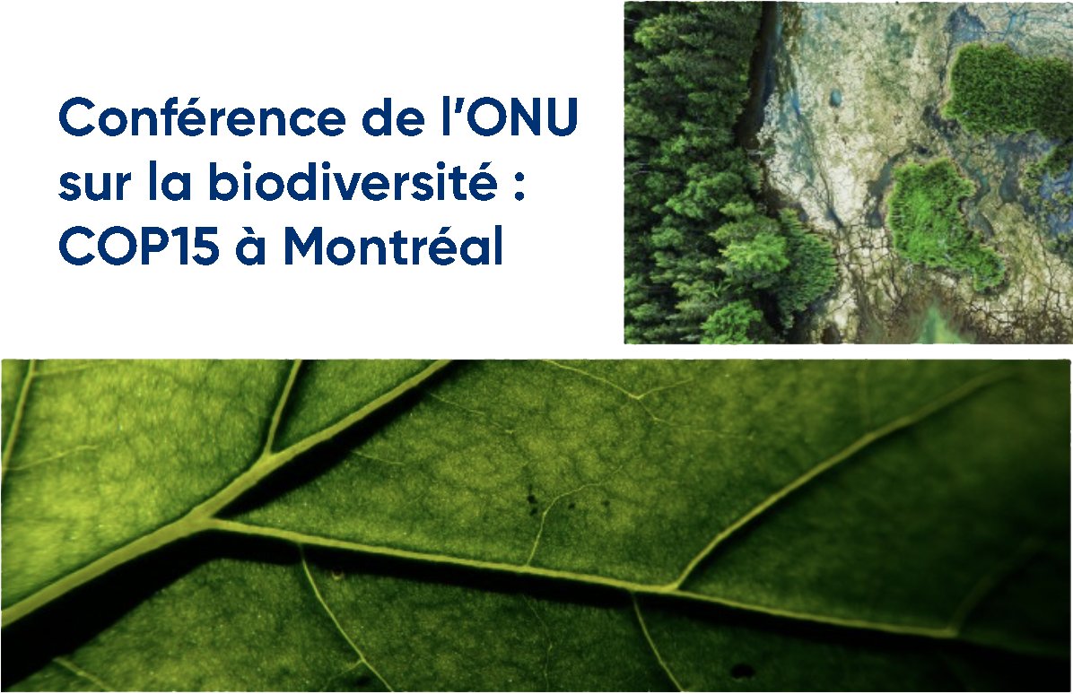 PortMTL's tweet photo. La #COP15 ouvre ses portes à Montréal et ça inclut 8 jours d'événements pour le grand public au #GrandQuai du #PortMTL. Nous sommes heureux d'accueillir le Forum Jeunesse, la Zone d'action publique et le Village des peuples autochtones.
#PortDurable #biodiversité https://t.co/LnPQLGtTDG