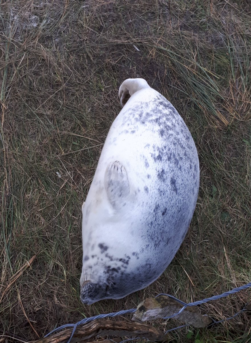 Visited Donna Nook today....simply magical