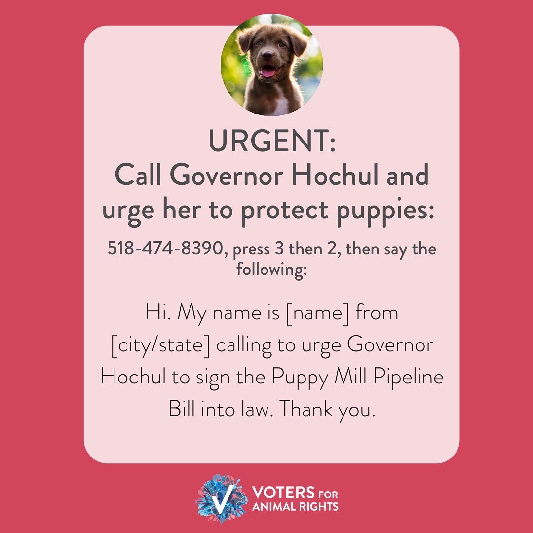 The bill to end the sale of dogs, cats, and rabbits is STILL sitting on @GovKathyHochul’s desk. Please call NOW and urge her to sign the Puppy Mill Bill into law: 518-474-8390, press 3, then press 1 to leave a message ☎️