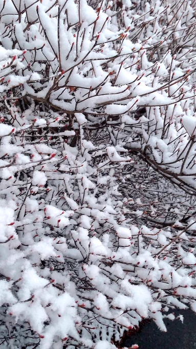 雪です。ハピバ私。 