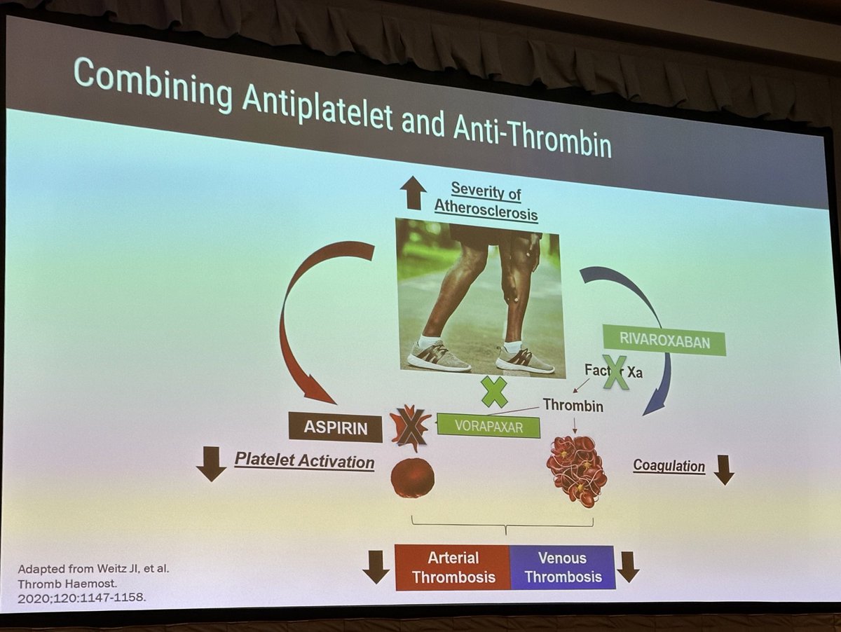 GBarnesMD's tweet photo. .@MarcBonaca explains why we need to look beyond anti-platelet therapy towards #cvCoag drugs when managing #PAD. It’s a thrombin-driven disease state & there is spillover #VTE prevention. #BackToHeart22 https://t.co/qRkNVnHad6