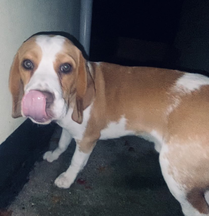 8bitBeagle's tweet photo. @rickygervais Oi Ricky D’ya loike dags!!! I know you do mate so here’s a fuckin cute one for ya! Meet Toffee Crisp! https://t.co/5NfdkCVEnA