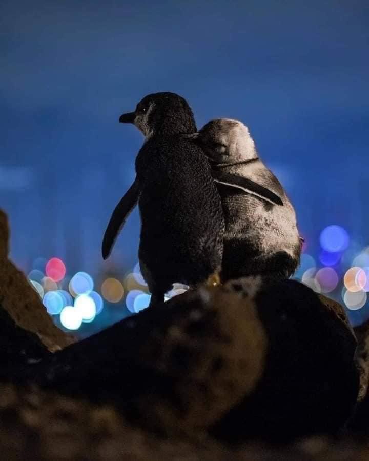 The lighter penguin is an elderly female whose partner died this year. The darker one is a younger male who lost his partner two years ago. Biologists have followed them as they meet every night to comfort each other. They stand for hours together watching the lights.