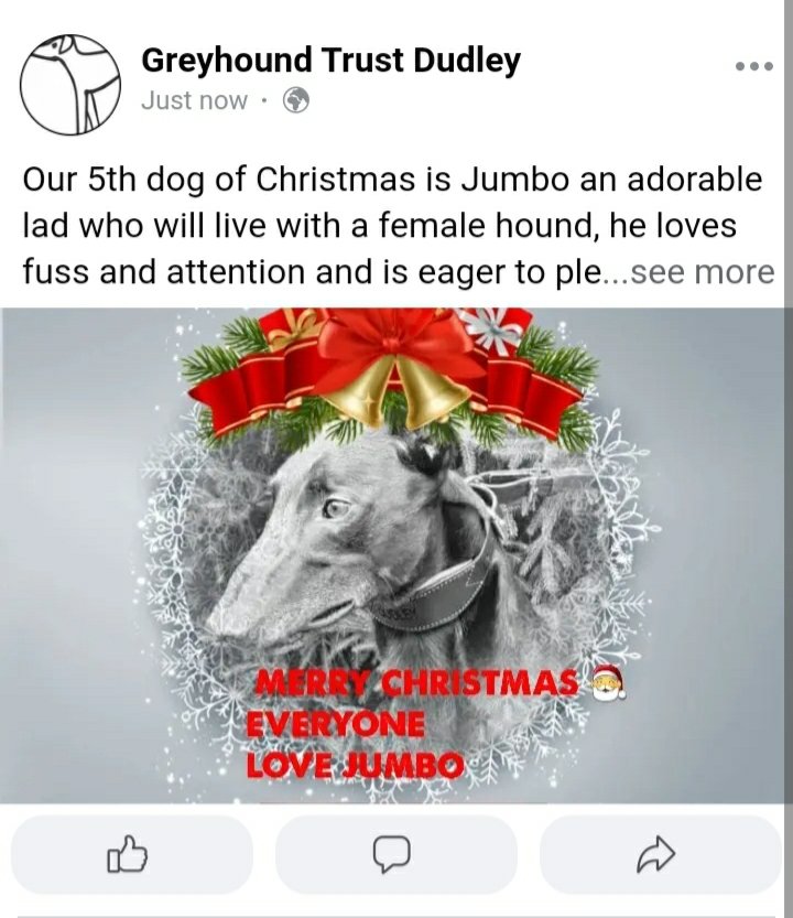Greyhound Trust Dudley tweet media