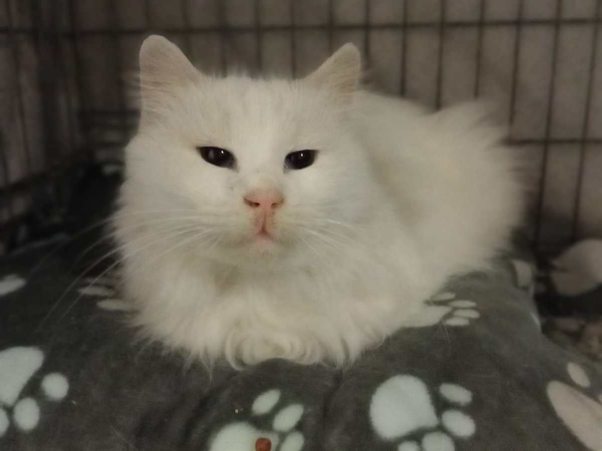 ProgatL's tweet photo. CASA D'ACOLLIDA O ADOPCIÓ ESPECIAL
L'Arya és una gateta especial ja que necessita moltíssima tranquil·litat.
Ella és dolça, calmada i vol molta pau i tranquil·litat per demostrar tot lo carinyosa que pot arribar a ser. El problema recau en que al refugi... https://t.co/D5od5gb0v1