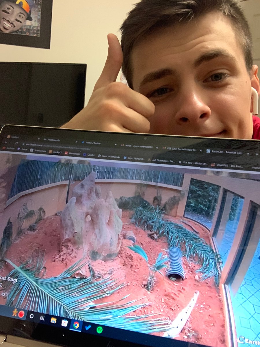 UConnBehavior's tweet photo. Meerkats exhibit a well known tactic, known as sentry behavior, where the meerkat scans for predators on its hind legs. Our research project used a zoo cam to help answer the question, "Does presence of sentry behavior vary with group size?" #uconneeb #eebclasses #uconnbehavior https://t.co/DWYf0fUDxK