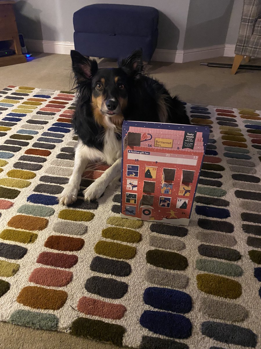 We have one very happy Megan <a href="/ButternutBox/">Butternut Box</a>…..she loves her advent calendar 🎄🐶♥️ #DogsDeserveChristmas