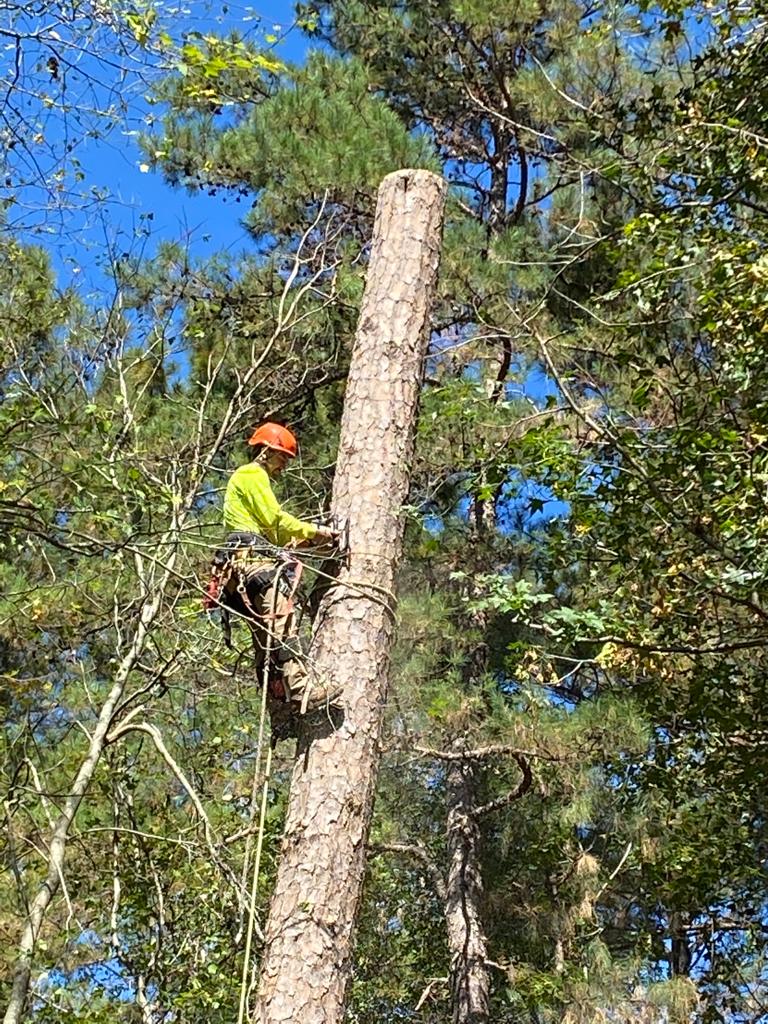 AtlantaRTree tweet picture