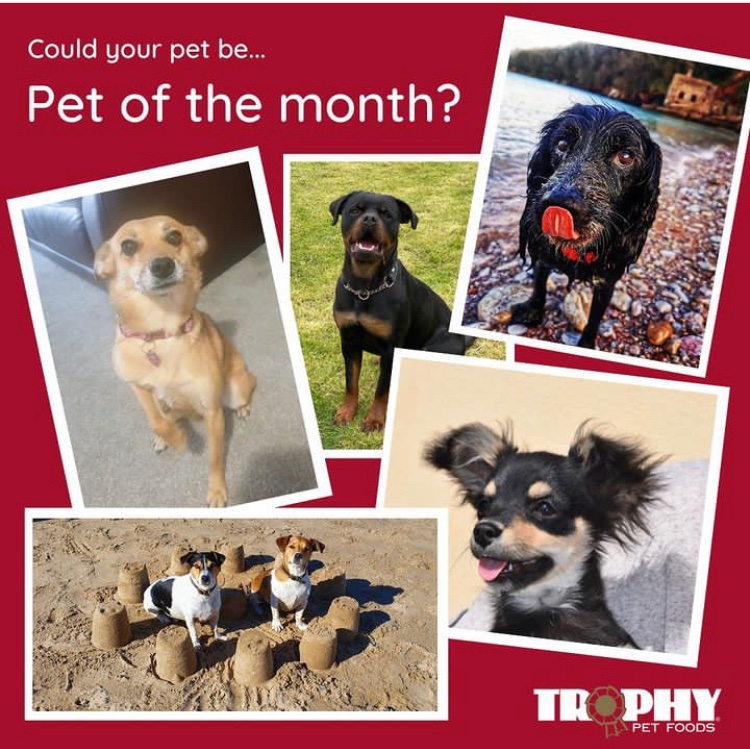 Could your pet take the final 'Pet of The Month' crown for 2022? Share the best photo of your furry friend from the last 12 months by using #TrophyPetFood, for their chance to win Dec’s title! You have until midnight on Dec 24th to get your photos to us
