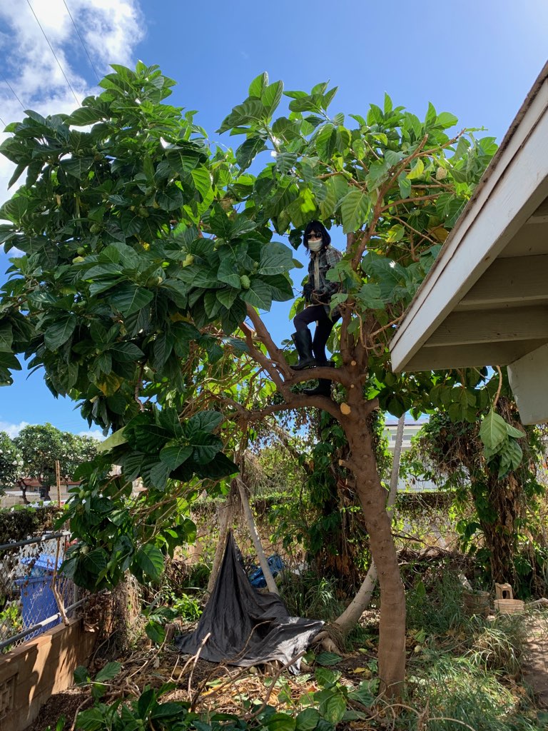 Mabel8ble4's tweet photo. @CivilBeat @mabel8ble @mabel8ble2 @mabel8ble3 96707
Ninja up and down da Noni Tree🌳
in her Abandoned Home 🏡
that she cannot go, Alone
Saw's daringly Murmuring
@mabel8ble @mabel8ble2 @mabel8ble3 #MabelAble #Poem #haikuchallenge
忍者上下诺丽树
背井离乡斋荒芜
有家不能单独回
电锯刚仡低声吟 https://t.co/XVKlyUYDmf