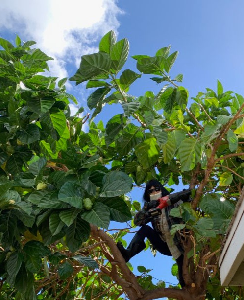 Mabel8ble4's tweet photo. @CivilBeat @mabel8ble @mabel8ble2 @mabel8ble3 96707
Ninja up and down da Noni Tree🌳
in her Abandoned Home 🏡
that she cannot go, Alone
Saw's daringly Murmuring
@mabel8ble @mabel8ble2 @mabel8ble3 #MabelAble #Poem #haikuchallenge
忍者上下诺丽树
背井离乡斋荒芜
有家不能单独回
电锯刚仡低声吟 https://t.co/XVKlyUYDmf