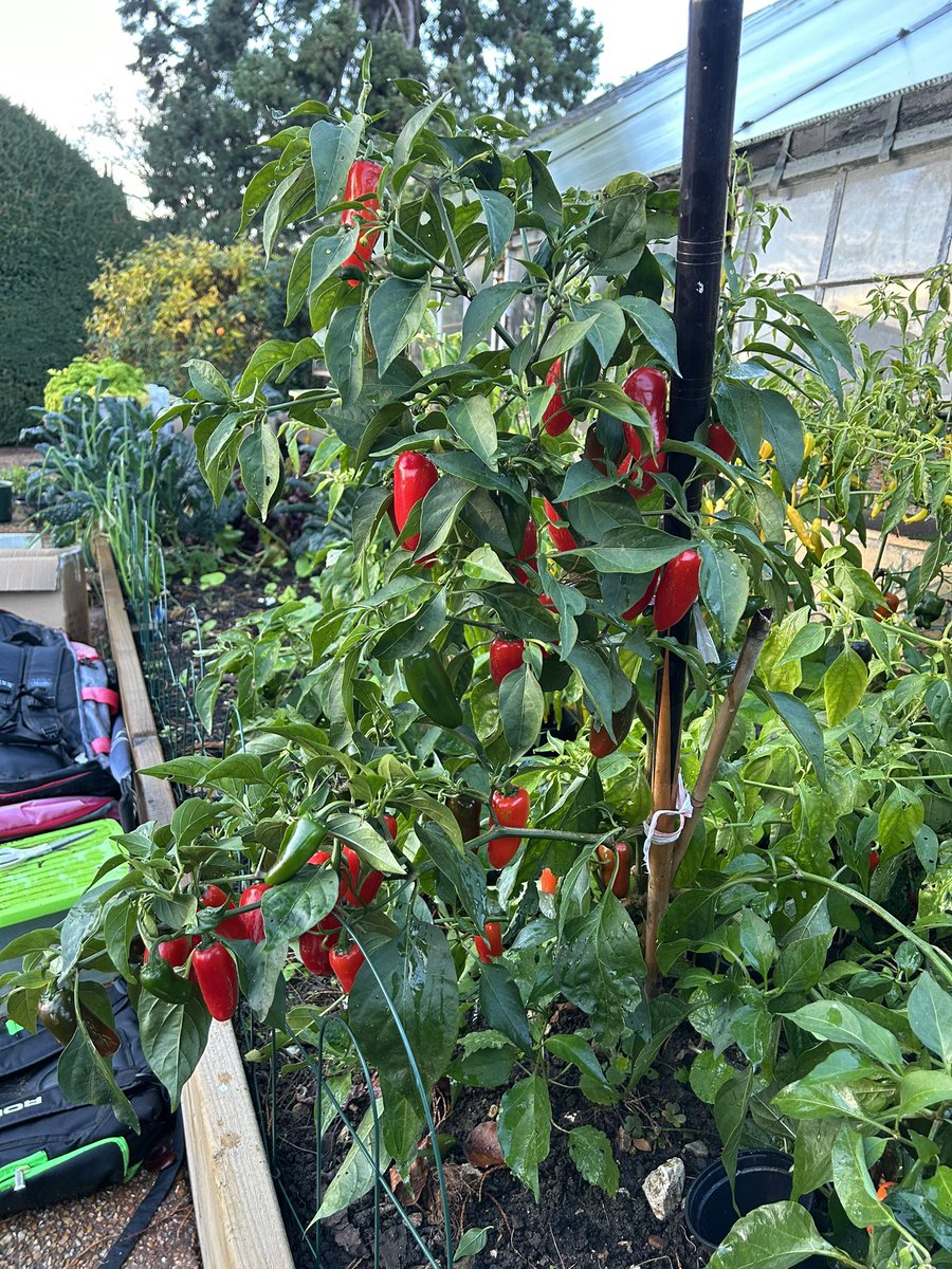 petercorbett7's tweet photo. Still picking outdoor chilli and sweet pepper in raised beds in December 😃 nearly time to start next crop https://t.co/qYJslQZKks