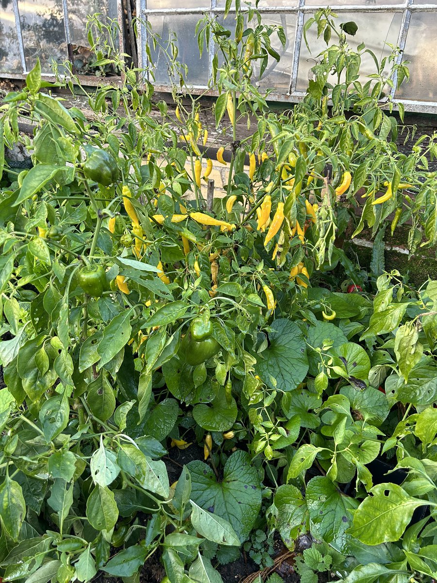 petercorbett7's tweet photo. Still picking outdoor chilli and sweet pepper in raised beds in December 😃 nearly time to start next crop https://t.co/qYJslQZKks