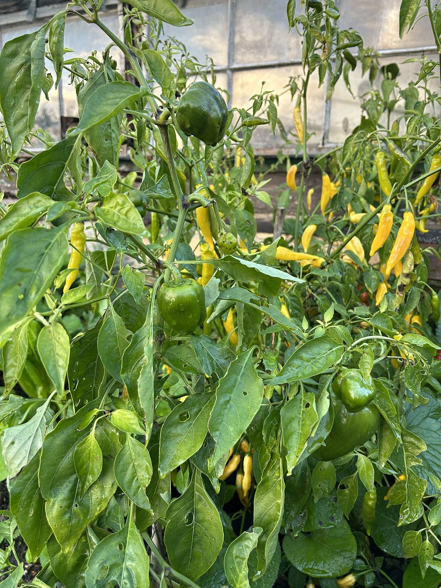 petercorbett7's tweet photo. Still picking outdoor chilli and sweet pepper in raised beds in December 😃 nearly time to start next crop https://t.co/qYJslQZKks