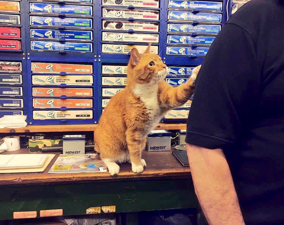 Bodegacats_'s tweet photo. https://t.co/pjWx3xRhi1