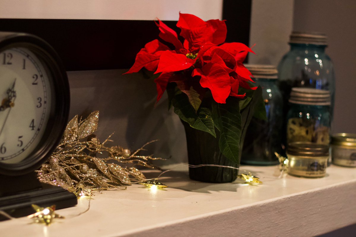 TheViolinShop's tweet photo. It’s getting festive around the shop! https://t.co/6zsOBqZnll