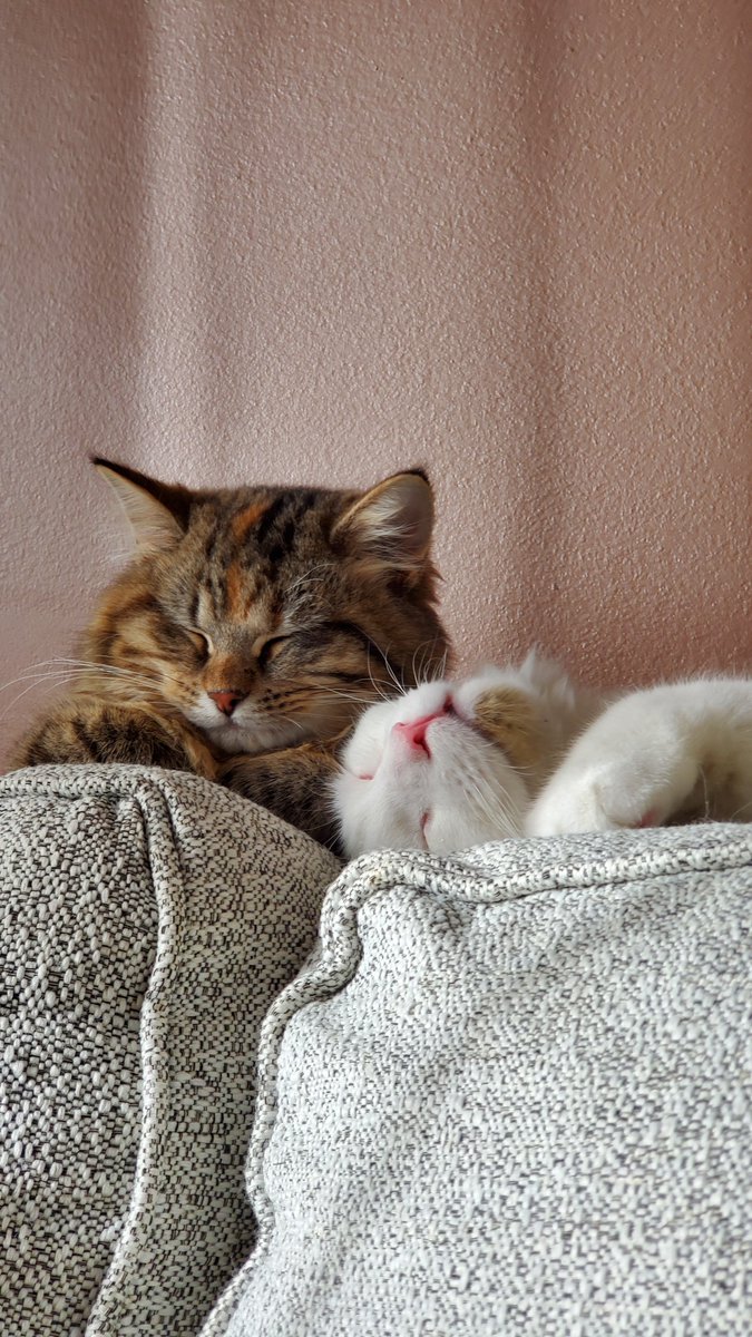 HOPE35925513's tweet photo. @catsofinstagram tmw your new baby bonds with your old baby 🥺 #CatsOfTwitter #catsofinstagram

find them @purringmika on IG &amp; TikTok 🐾 https://t.co/VvR0GVOlAD