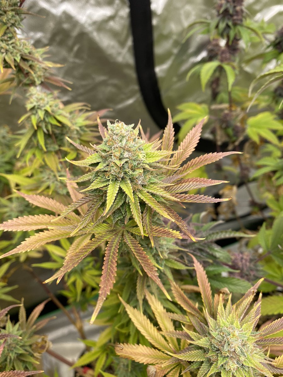 Cheluis1979's tweet photo. AY’OS from @irvineseedco looking and smelling phenomenal. #Irvinearmy #cannabislife #growyourown https://t.co/OspDTltw2x